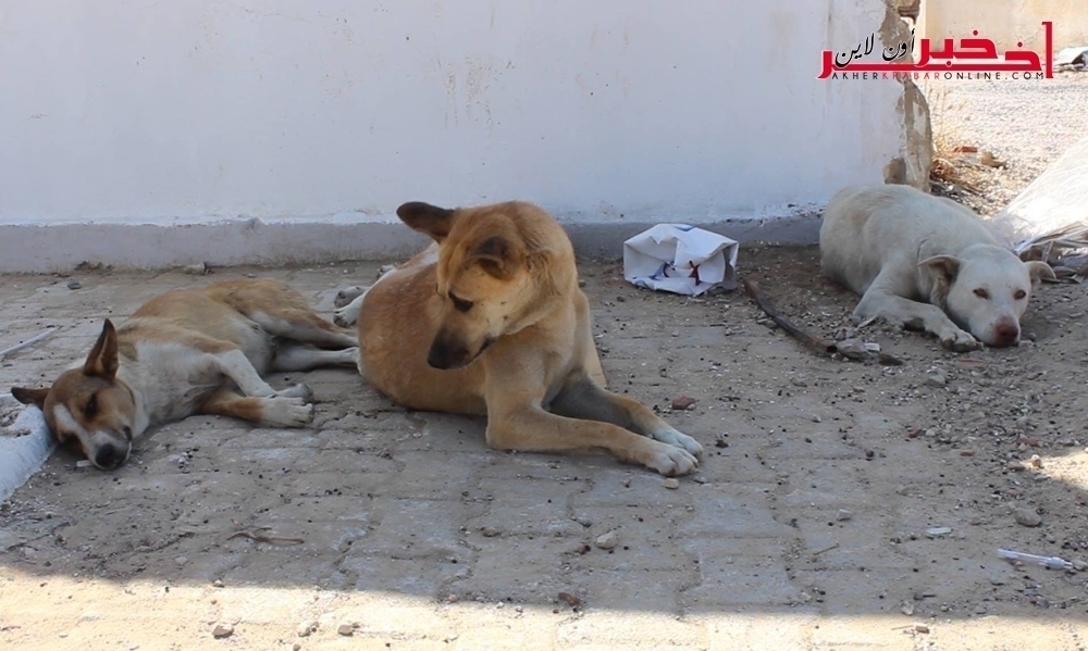 عوض قتل الكلاب السائبة: بلدية تونس تعتمد هذه الطريقة وتجربها  بمصلحة مقاومة الحشرات
