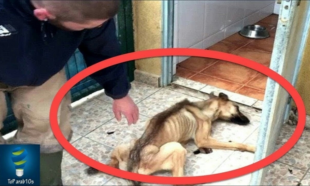 بالصور-تايلاندا / مفزع: كلب يأكل رأس صاحبه ويترك الجمجمة، التفاصيل..