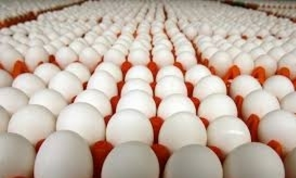 الآن / مقاومةً للإحتكار، حجز 18000 بيضة داخل مستودعٍ (صور)