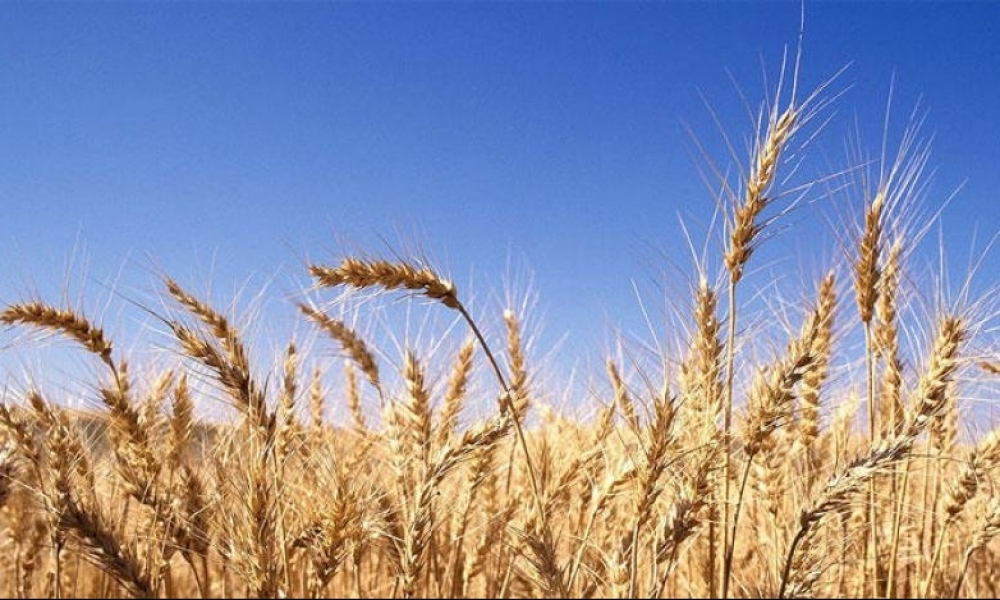 القمح الصلب المستنبط محليًّا "معالي" يسيطر على أكثر من 40 بالمائة من زراعات القمح الصلب في تونس