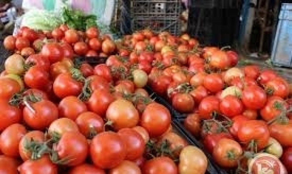 تواصل الجهود لكسب رهان تصدير الطماطم