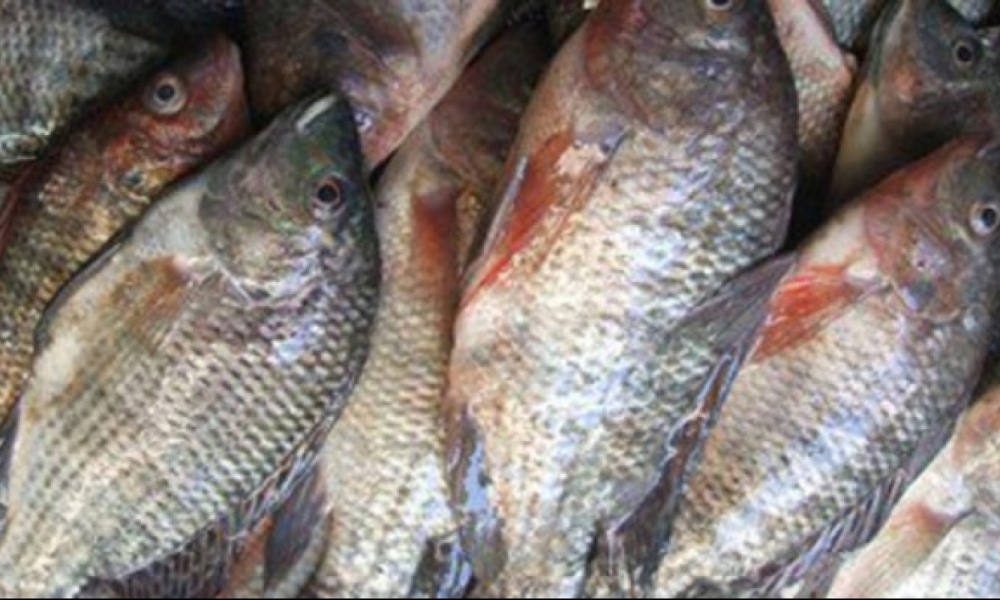 المنستير ..حجز اكثر من 1400كلغ من السمك المورد و كميات من المواد الغذائية مجهولة المصدر 
