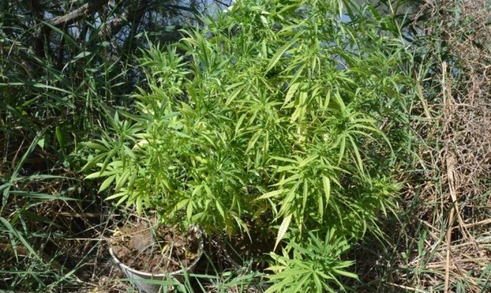 جندوبة / حجز 17 غرامًا من مخدر الكوكايين و40 نبتة من الماريخوانا مزروعة بحديقة منزل