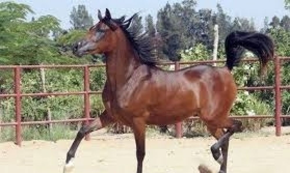  شركة سباق الخيل تعلن على تنظيم تظاهرة الجائزة الكبرى للخيول العربية الاصيلة