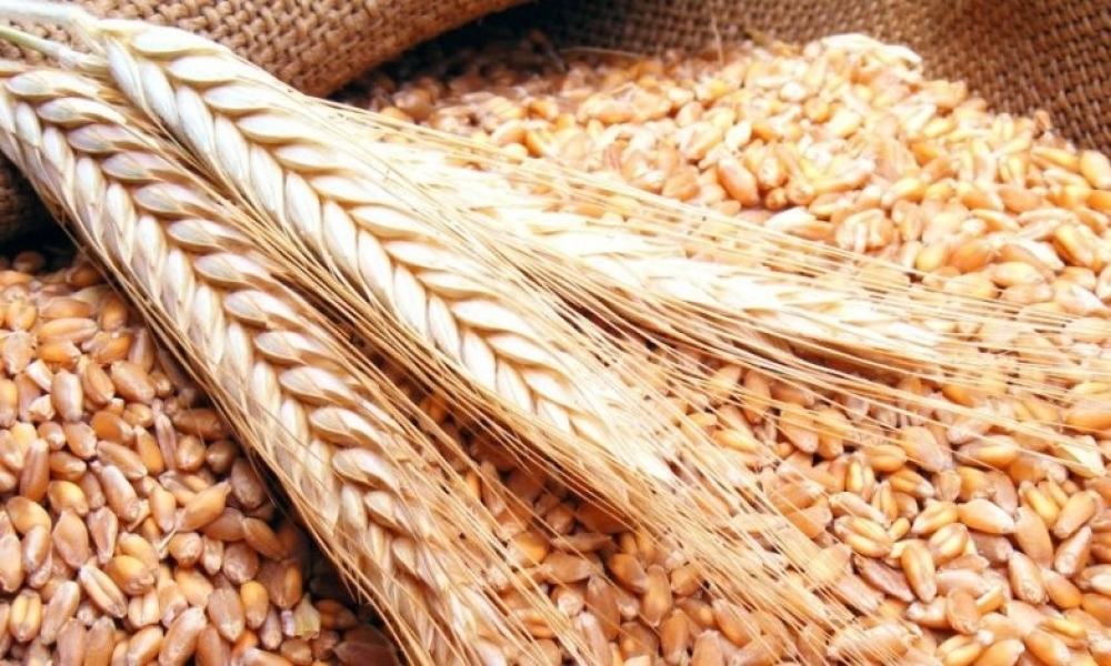 رغم اهمية الانتاج، ارتفاع واردات الحبوب بنسب وصلت الى 87%