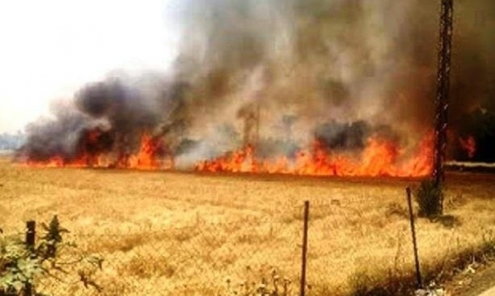 زغوان : السيطرة على حريق هائل وسط حقل من القمح و الشعير 