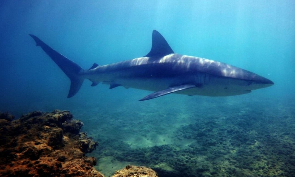الصندوق العالمي للطبيعة : تونس ثاني أكبر صائدٍ لسمك القرش في المتوسط