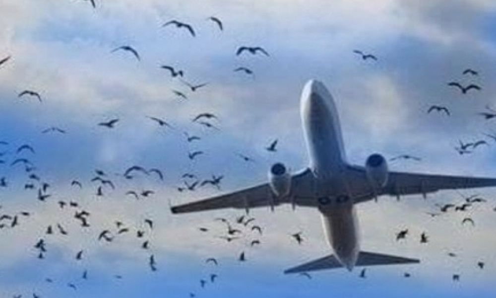 روسيا/ طيور النورس تجبر طائرة ركاب تقل 233 شخصا  على الهبوط اضطراريا