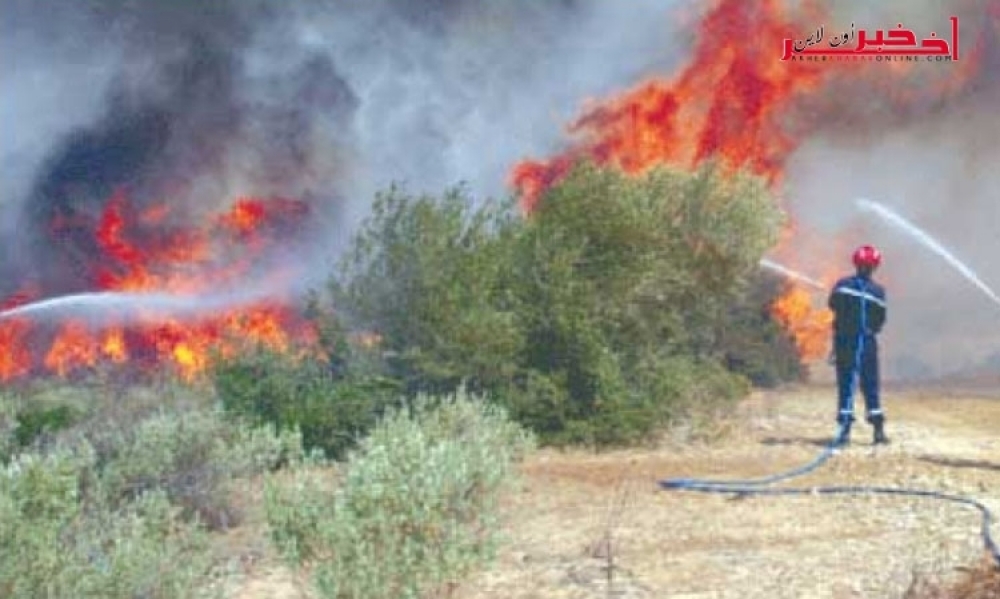 مدير الغابات : الحرائق أتت على 1850 هكتارا منذ مطلع العام الجاري والوضع مستقر على مستوى الغابات حاليا