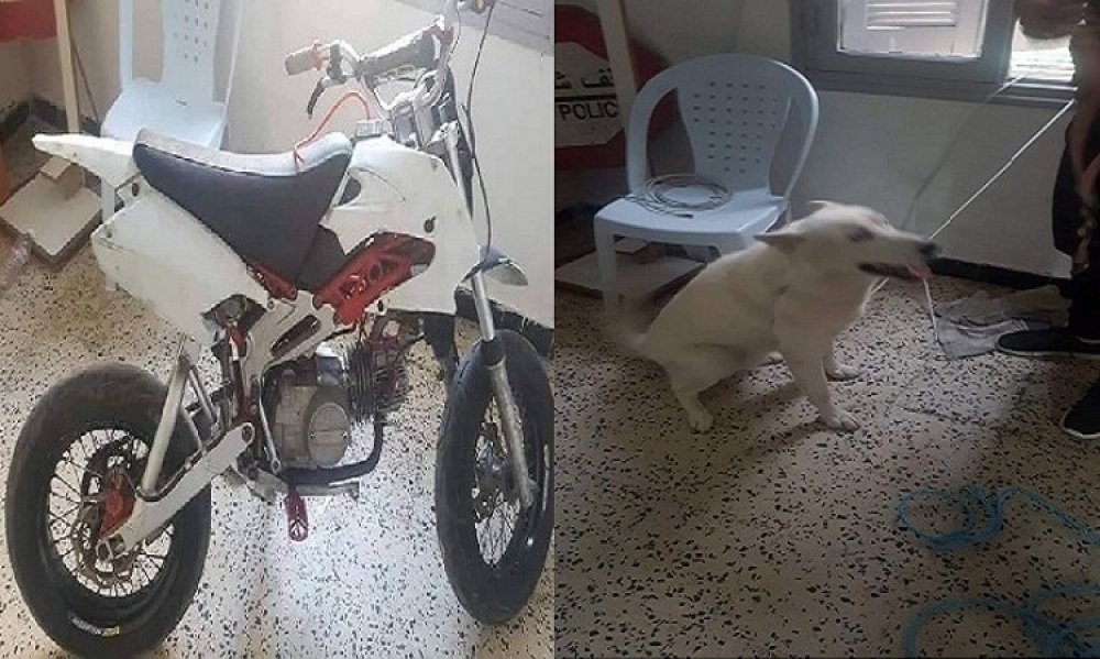 المرازقة-نابل/  القبض على شخصين سرقا كلب ”هوسكي” ودراجة نارية على ملك "السرك الإيطالي"