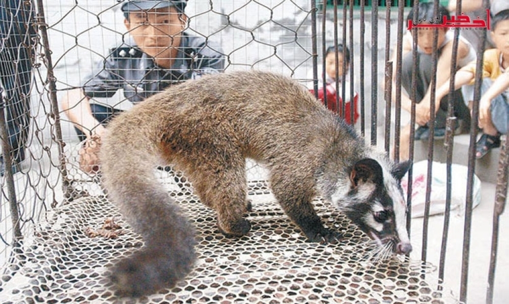 يُشتبه في كونها السبب في فيروس "كورونا"، الصين تمنع كليًّا تجارة الحيوانات البريّة وأكلها