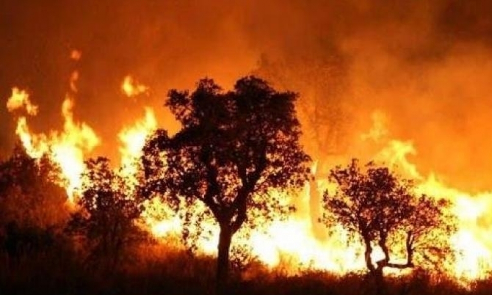 الجزائر: 30 سنة سجنا للمتورطين في حرق الغابات