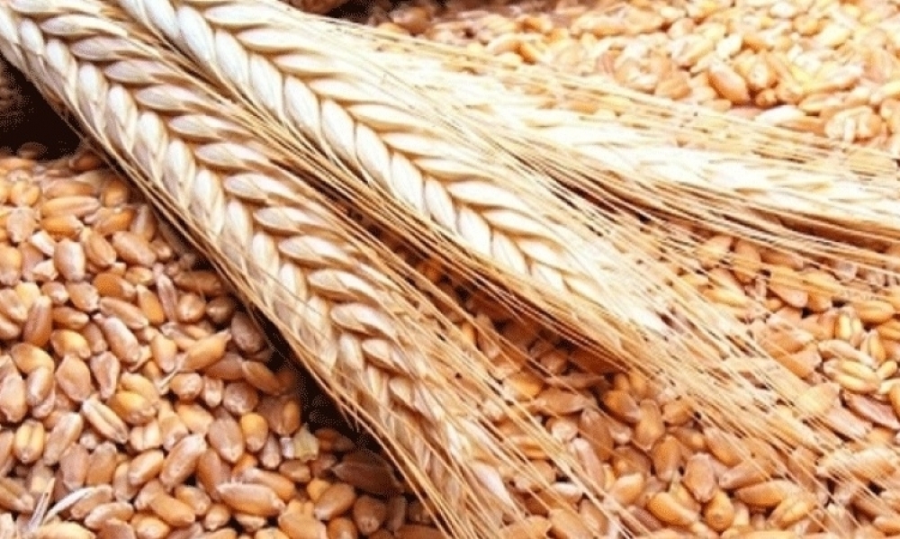 الحكومة تقرر الترفيع في أسعار الحبوب