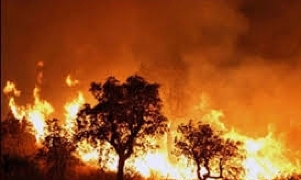  الجزائر : وفاة 26 شخصا على الأقل جرّاء الحرائق