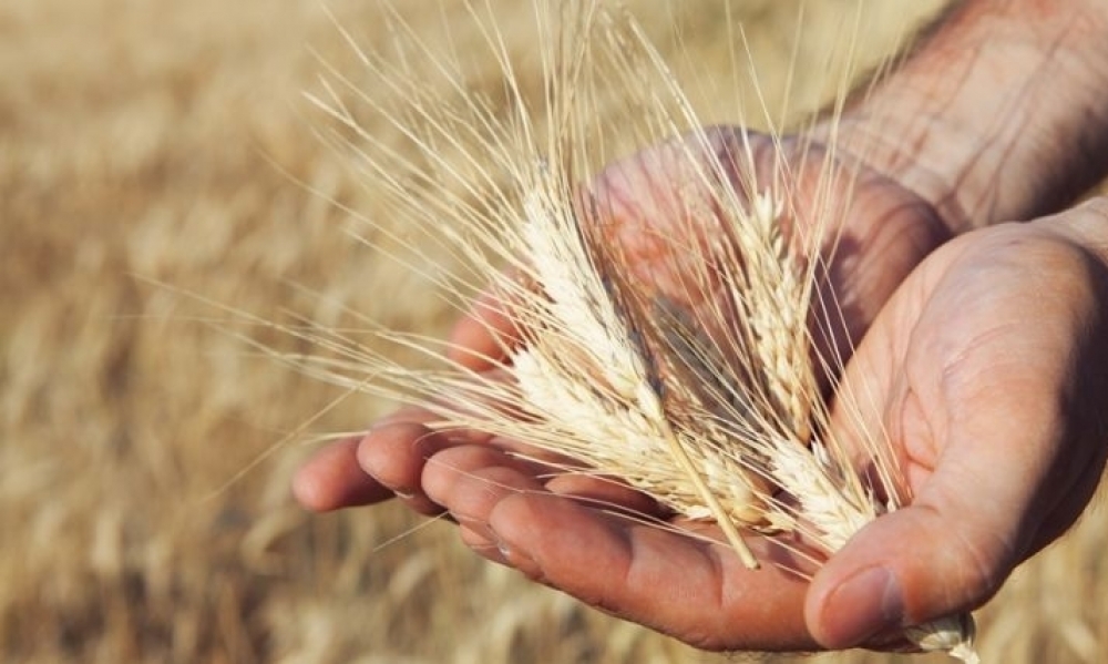 بلاغ/  وزارة الفلاحة توصي منتجي الحبوب بتكثيف المراقبة اللّصيقة لمزارعهم