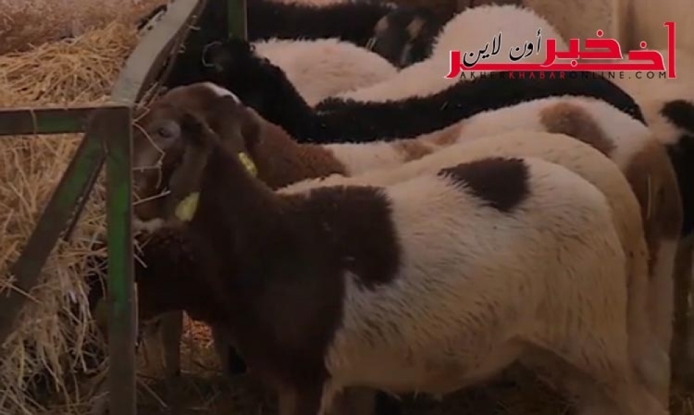 تعرف على “السلالة الملكية” للأغنام في تونس .. 4 توائم كل 6 أشهر
