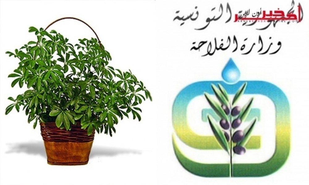 Le ministère de l’agriculture interdit l’importation de  ces plantes..le directeur général de la protection et du contrôle de qualité des produits agricoles s’entretient avec AkherKhabarOnline