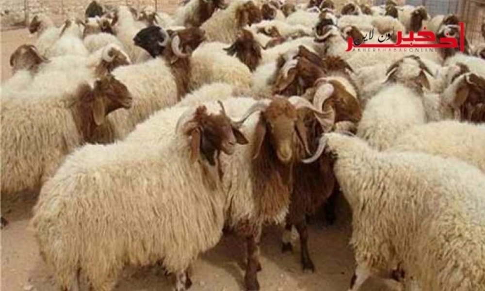 بالعناوين / القائمة الكاملة  لنقاط بيع الأضاحي المنظمة و بالميزان  في كامل الولايات