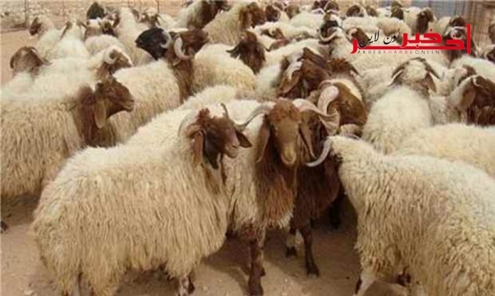  دراسة / 88% من التونسيين يستهلكون نحو مليون خروف يوم عيد الاضحى