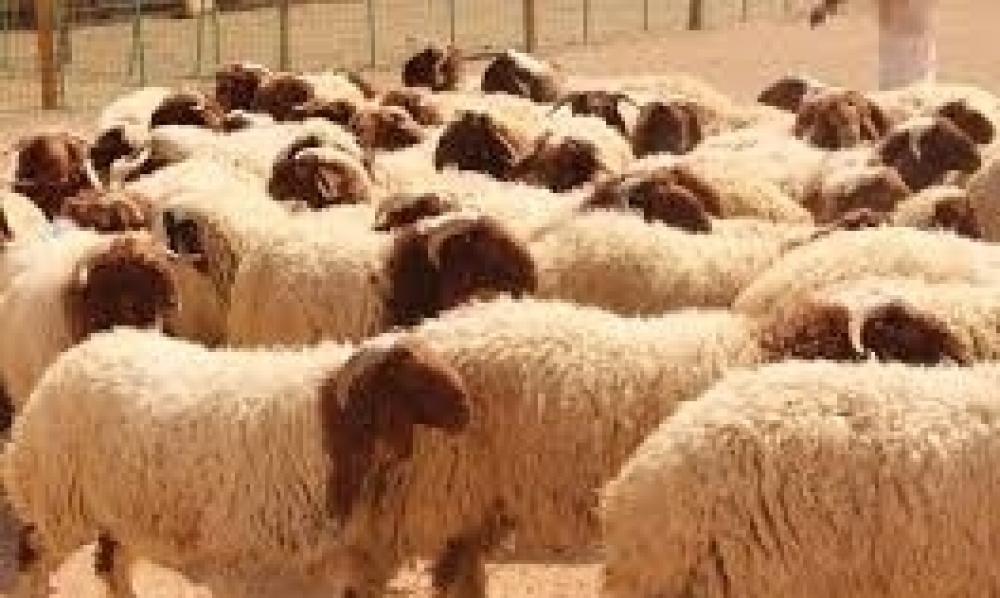 تطاوين : بلدية غمراسن تلزم الاهالي بقرار بلدي يقضي بعدم تجاوز تربية 5 أغنام داخل التجمعات السكنية