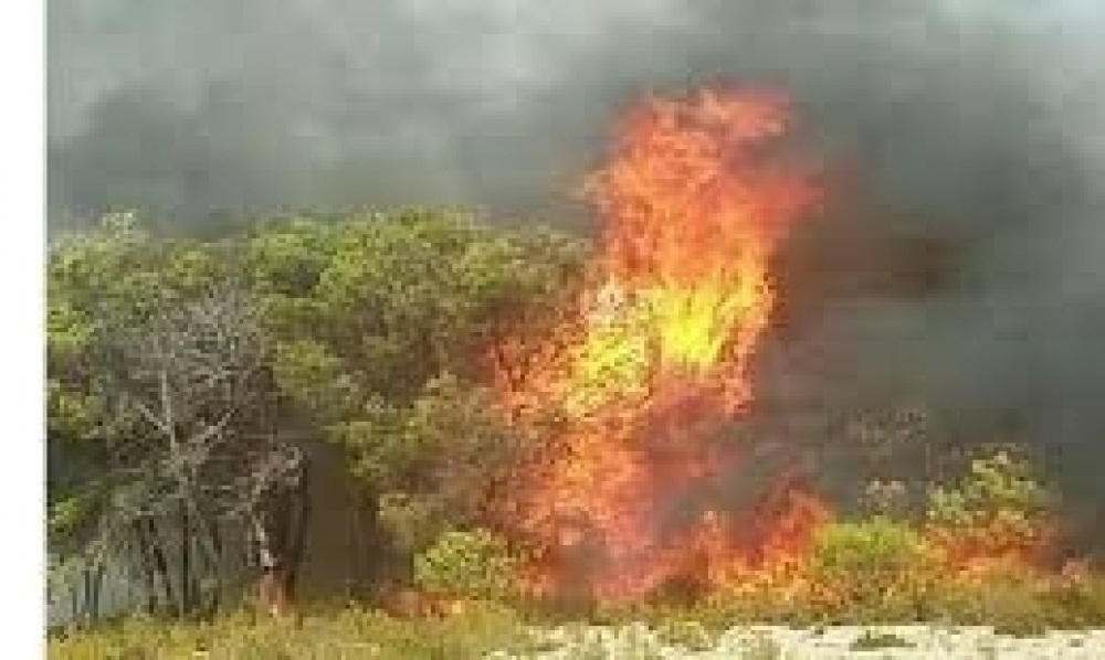 صور / الحماية المدنيّة تتمكّن من إطفاء 6 حرائق بغابات بنزرت ونابل 