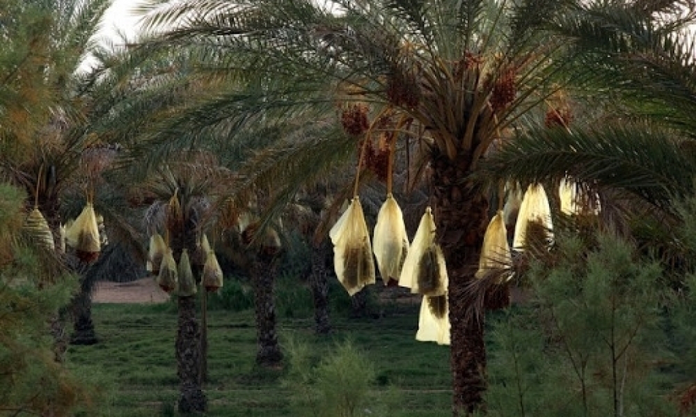 قبلي / الفلاحون يقطعون الطريق الوطنيّة عدد 16 إحتجاجًا على تدنّي سعر شراء صابة تمور