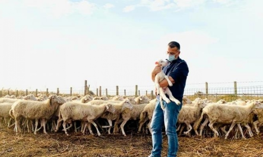 "كورونا" يحوّل عمدة بلديّة إيطاليّة إلى راعي أغنام