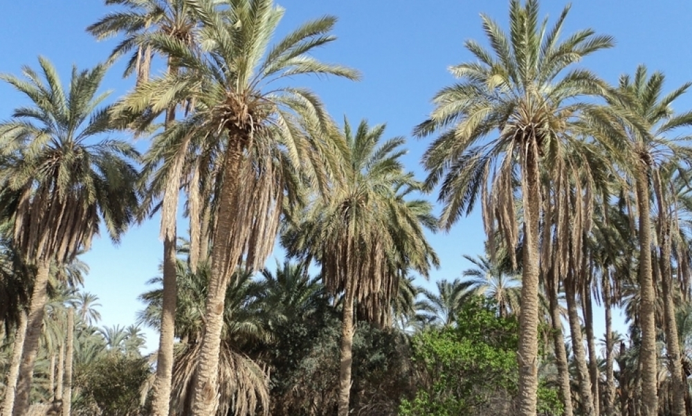 اليوم : فلاحو قبلي ينفذون يوم غضب