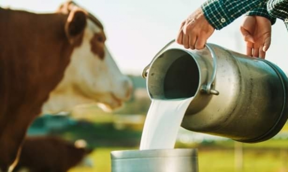 إتحاد الفلاحة يطالب باقرار زيادة في سعر قبول الحليب لا تقل عن 800 مليم 