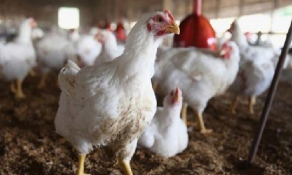 تراجع إنتاج دجاج اللحم في تونس خلال فيفري