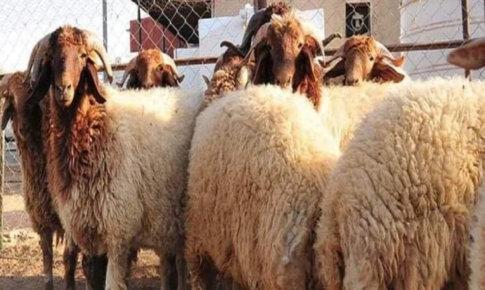 مع اقتراب عيد الاضحى: توصيات وزارة الفلاحة لمربي المواشي 