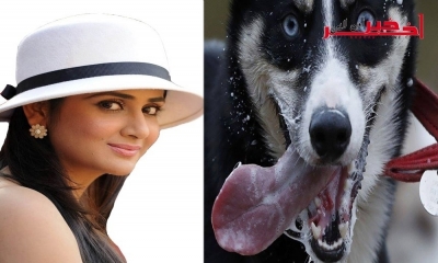 Vidéo: l’actrice indienne Parol Yadef attaquée par une meute de chiens