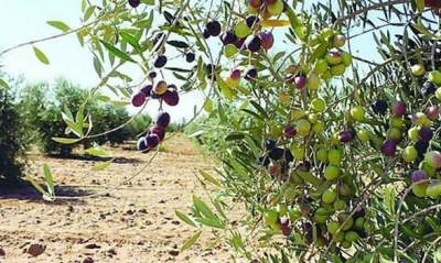 تقرير: تغيّر المناخ سيؤدي إلى خسائر سنوية في إنتاج الزيتون